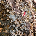 NYMPHALIDAE, Diaethria marchalii